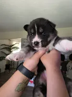 Puppy E, a male Siberian Husky for sale in San Bernardino, CA – 3 of 3