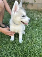 Puppy D, a male Siberian Husky for sale in San Bernardino, CA – 5 of 6