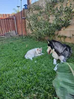 Puppy D, a male Siberian Husky for sale in San Bernardino, CA – 4 of 6