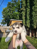 Puppy B, a female Siberian Husky for sale in San Bernardino, CA – 2 of 2