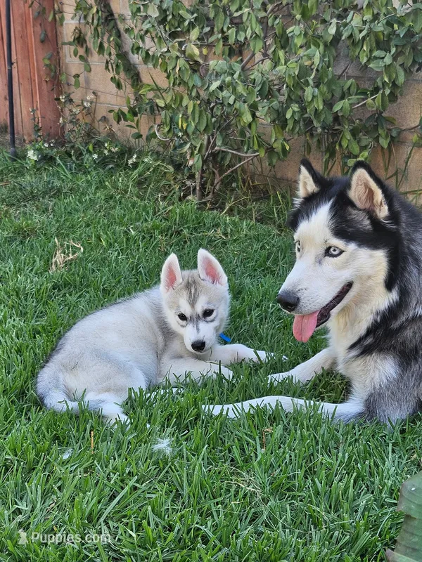 Puppy D – Siberian Husky puppy for sale in San Bernardino, CA