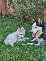 Puppy D, a male Siberian Husky for sale in San Bernardino, CA – 1 of 6
