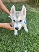Puppy D, a male Siberian Husky for sale in San Bernardino, CA – 6 of 6