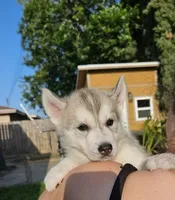 Puppy D, a male Siberian Husky for sale in San Bernardino, CA – 1 of 2