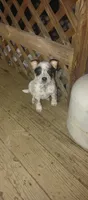 Hendrix , a male Australian Cattle Dog for sale in Wakefield, NH – 2 of 9