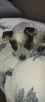 Hendrix , a male Australian Cattle Dog for sale in Wakefield, NH – 4 of 9