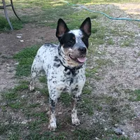Hendrix , a male Australian Cattle Dog for sale in Wakefield, NH – 9 of 9