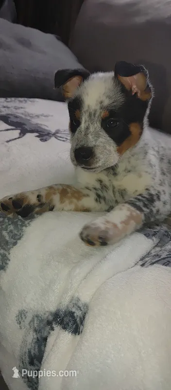 Hendrix  – Australian Cattle Dog puppy for sale in Wakefield, NH
