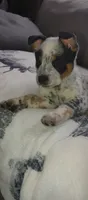 Hendrix , a male Australian Cattle Dog for sale in Wakefield, NH – 1 of 9