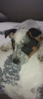 Hendrix , a male Australian Cattle Dog for sale in Wakefield, NH – 3 of 9