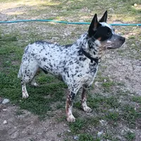 Hendrix , a male Australian Cattle Dog for sale in Wakefield, NH – 7 of 9