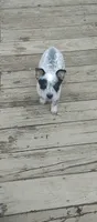 Hendrix , a male Australian Cattle Dog for sale in Wakefield, NH – 5 of 9