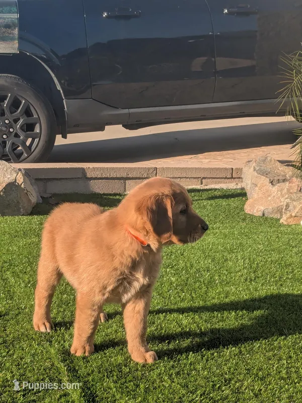 Sweetie - Ready for my new home – Golden Retriever puppy for sale in La Mesa, CA