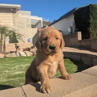 Sweetie - Ready for my new home, a female Golden Retriever for sale in La Mesa, CA – Photo 2 of 2