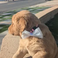 Pinkie - Ready for my new Home, a female Golden Retriever for sale in La Mesa, CA – Photo 2 of 2