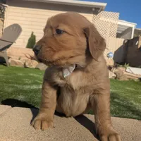 Baby Z - Ready for my new Home, a male Golden Retriever for sale in La Mesa, CA – Photo 2 of 2