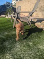 Baby Z - Ready for my new Home, a male Golden Retriever for sale in La Mesa, CA – Photo 1 of 2