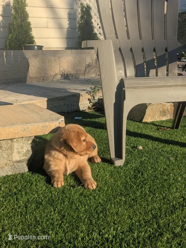 Punkie - Ready for my new Home – Golden Retriever puppy for sale in La Mesa, CA