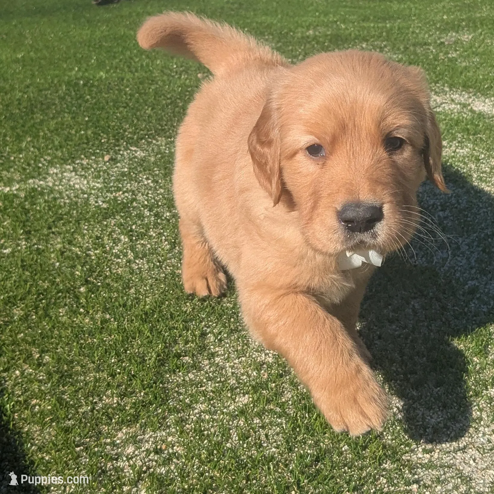 Punkie, a female Golden Retriever for sale in La Mesa, CA – Photo 1 of 1