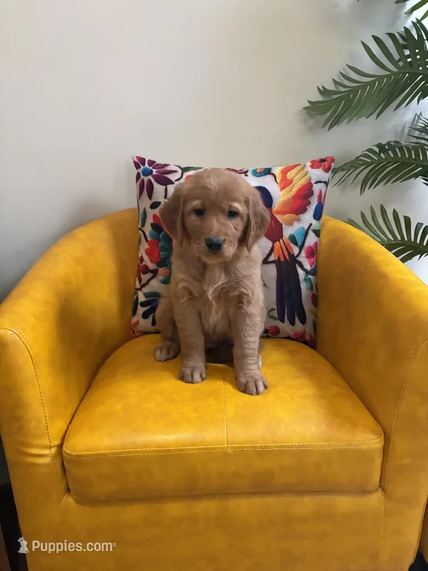 Angel - Ready for my new Home – Golden Retriever puppy for sale in La Mesa, CA