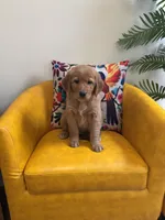 Angel - Ready for my new Home, a female Golden Retriever for sale in La Mesa, CA – Photo 1 of 2