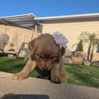 Angel - Ready for my new Home, a female Golden Retriever for sale in La Mesa, CA – Photo 2 of 2