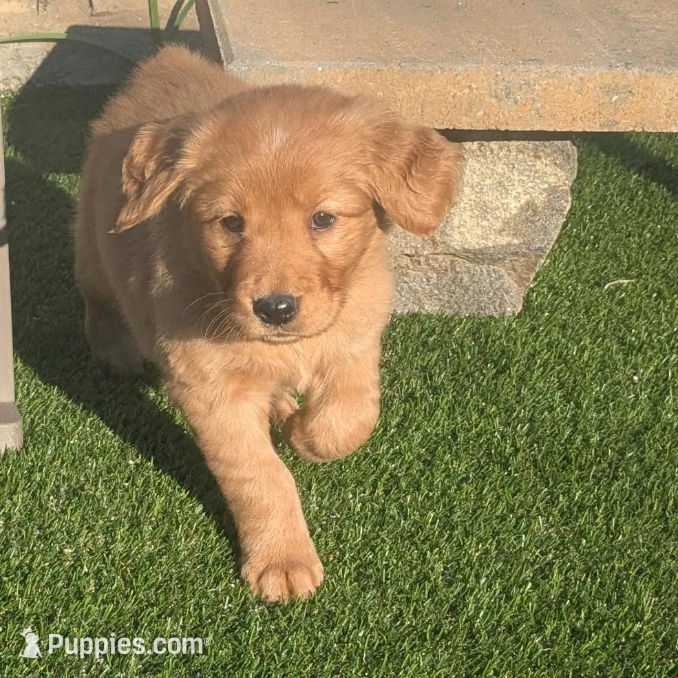 Lil Angel - Ready for my new Home – Golden Retriever puppy for sale in La Mesa, CA
