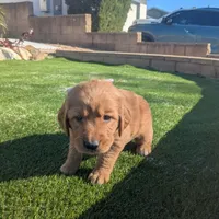 Zoe - Ready for my new home, a female Golden Retriever for sale in La Mesa, CA – Photo 3 of 3