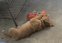 Zoe - Ready for my new home, a female Golden Retriever for sale in La Mesa, CA – Photo 2 of 3