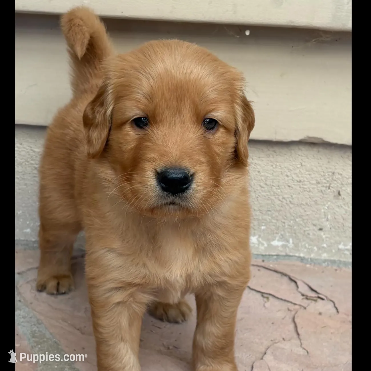 Zoe - Ready for my new home – Golden Retriever puppy for sale in La Mesa, CA