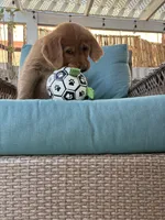 Baby Blu, a male Golden Retriever for sale in La Mesa, CA – Photo 2 of 2