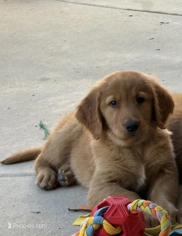Baby Blu – Golden Retriever puppy for sale in La Mesa, CA