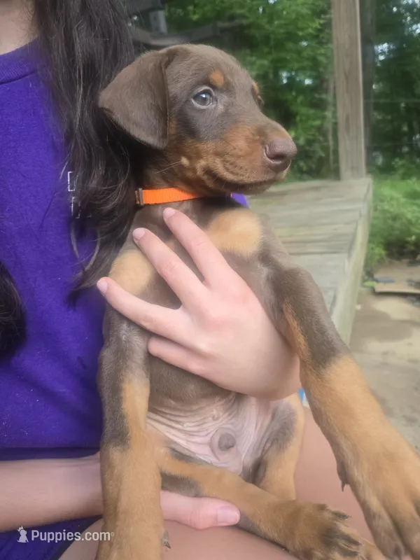 Orange collar – Doberman Pinscher puppy for sale in Buchanan, GA