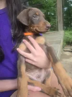 Orange collar, a male Doberman Pinscher for sale in Buchanan, GA – 1 of 2