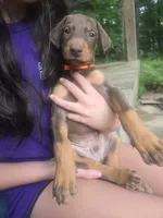 Orange collar, a male Doberman Pinscher for sale in Buchanan, GA – 2 of 2