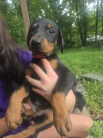 Pink female, a female Doberman Pinscher for sale in Buchanan, GA – 2 of 3