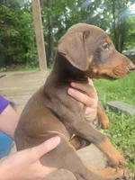 Brown male, a male Doberman Pinscher for sale in Buchanan, GA – 3 of 3