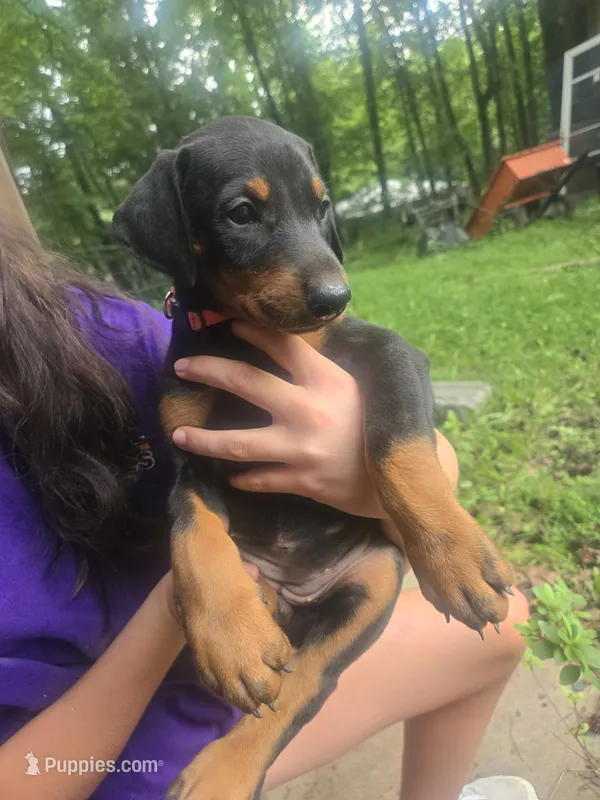 Pink female – Doberman Pinscher puppy for sale in Buchanan, GA