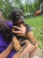 Pink female, a female Doberman Pinscher for sale in Buchanan, GA – 1 of 3