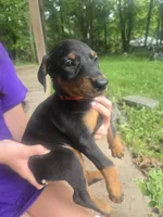 Red collar, a male Doberman Pinscher for sale in Buchanan, GA – 2 of 2