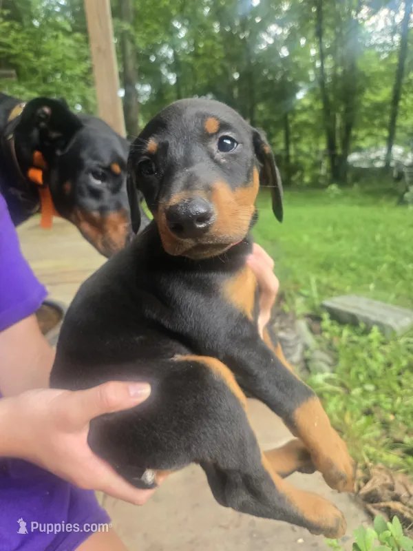 Red collar – Doberman Pinscher puppy for sale in Buchanan, GA