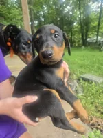 Red collar, a male Doberman Pinscher for sale in Buchanan, GA – 1 of 2