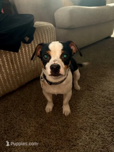 Cash  – Chihuahua puppy for sale in Brunswick, GA
