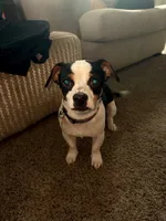 Cash , a male Chihuahua for sale in Brunswick, GA – 1 of 1