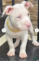 Ghost, a male American Pit Bull Terrier for sale in New York City, NY – Photo 3 of 3