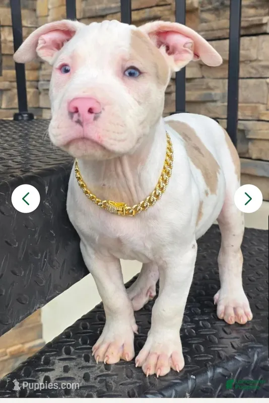 Ghost – American Pit Bull Terrier puppy for sale in New York City, NY
