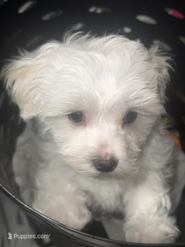 Harley – Maltese puppy for sale in Piqua, OH