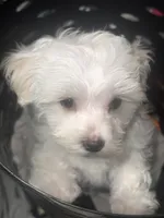 Harley, a male Maltese for sale in Piqua, OH – 1 of 1
