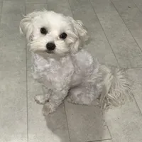 Riley, a male Maltese for sale in Piqua, OH – 3 of 7