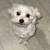 Riley, a male Maltese for sale in Piqua, OH – 5 of 7